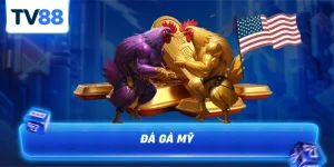 đá gà mỹ