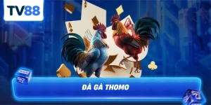 Đá gà thomo