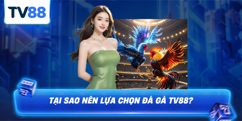Những ưu điểm nổi bật mà anh em phải chơi đá gà tv88